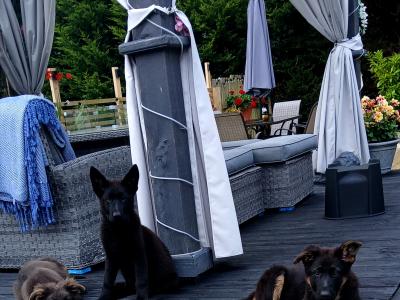 IKC Female German Shepherd Pup