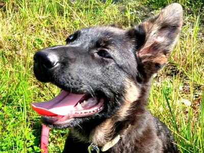IKC Pedigree German Shepherd Pups