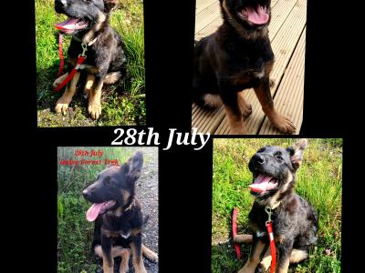 IKC Pedigree German Shepherd Pups