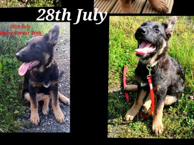 IKC Registered Pedigree German Shepherd puppies in Longford