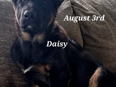 IKC Black Pedigree German Shepherd Pups
