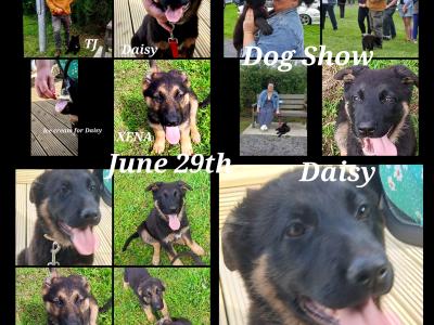 IKC Female German Shepherd Pup
