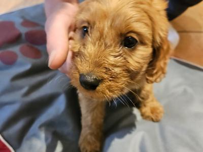 Cockapoo puppies in Longford