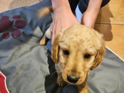 Cockapoo puppies in Longford