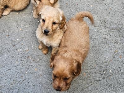 Cockapoo puppies in Longford