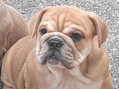 British Bulldog x French Bulldog puppies in Cavan