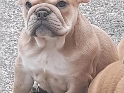 British Bulldog x French Bulldog puppies in Cavan