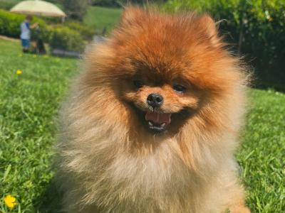 Teddybear Pomeranian puppies in Limerick
