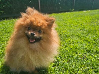 Teddybear Pomeranian puppies in Limerick
