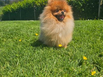 Teddybear Pomeranian puppies in Limerick