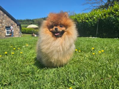 Teddybear Pomeranian puppies in Limerick