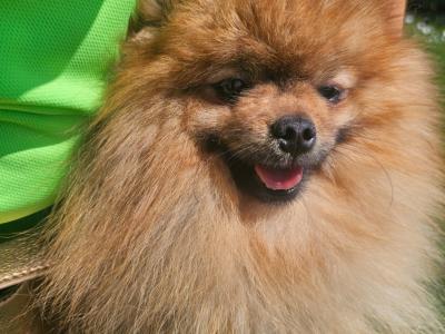 Teddybear Pomeranian puppies in Limerick