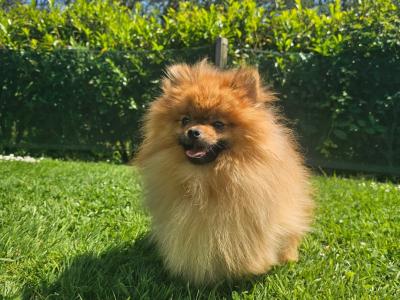 Teddybear Pomeranian puppies in Limerick