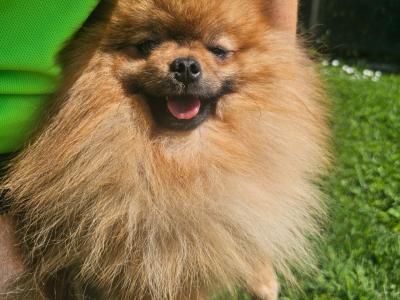 Teddybear Pomeranian puppies in Limerick