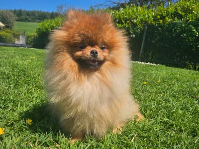 Teddybear Pomeranian puppies in Limerick