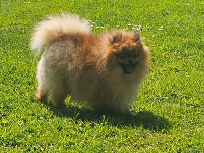 Teddybear Pomeranian puppies in Limerick