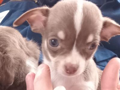 Chihuahua puppies in Limerick