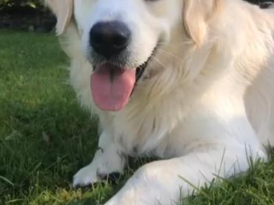 ☆ LAST ONE!!! PureBred Outstanding Golden Retriever puppies in Kildare ☆