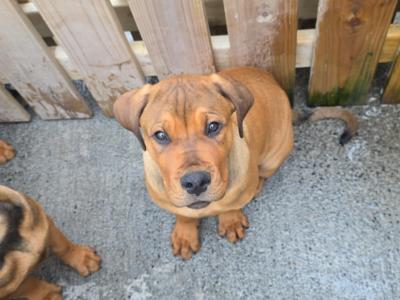 Rottweiler x Boerboel puppies in Galway