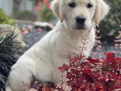 IKC Registered Golden Retriever puppies in Wexford. Health Tested Parents - 087 1172 514