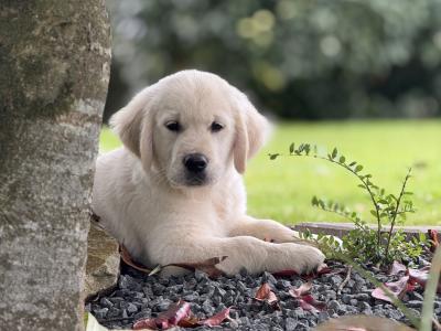 IKC Registered Golden Retriever puppies in Wexford. Health Tested Parents - 087 1172 514