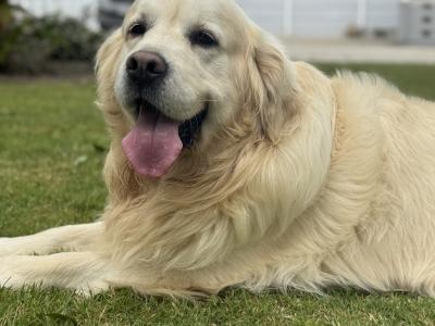 IKC Registered Golden Retriever puppies in Wexford. Health Tested Parents - 087 1172 514