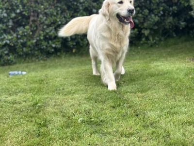 IKC Registered Golden Retriever puppies in Wexford. Health Tested Parents - 087 1172 514