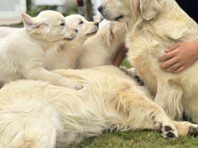 IKC Registered Golden Retriever puppies in Wexford. Health Tested Parents - 087 1172 514