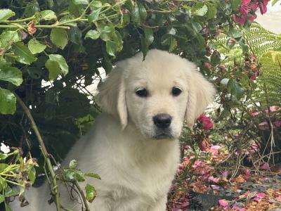 IKC Registered Golden Retriever puppies in Wexford. Health Tested Parents - 087 1172 514