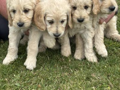 Goldendoodle puppies in Wexford