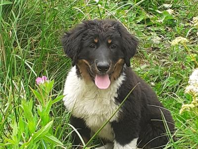 Newfoundland x