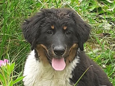 Newfoundland x Bernese Mountain Dog puppies in Leitrim