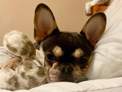 Kaia, the female French Bulldog 🌸 in Mayo