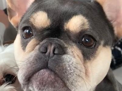 Kaia, the female French Bulldog 🌸 in Mayo
