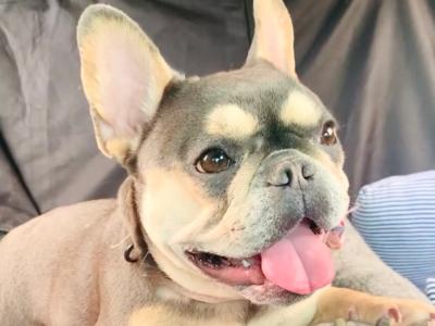 Kaia, the female French Bulldog 🌸 in Mayo
