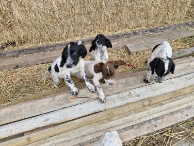 Beautiful Springer Spaniel x Setter puppies in Cavan