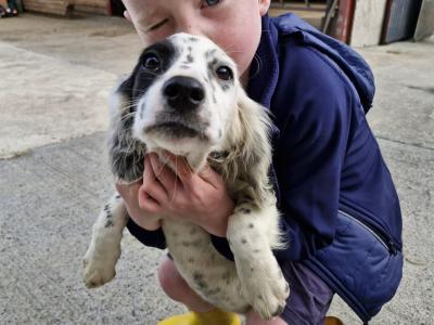 Beautiful Springer Spaniel x Setter puppies in Cavan