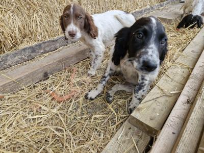 Beautiful Springer Spaniel x Setter puppies in Cavan