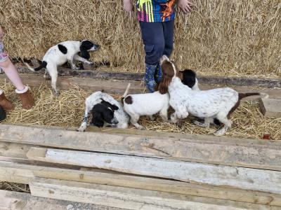 Beautiful Springer Spaniel x Setter puppies in Cavan