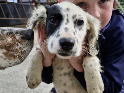 Beautiful Springer Spaniel x Setter puppies in Cavan