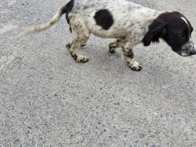 Beautiful Springer Spaniel x Setter puppies in Cavan