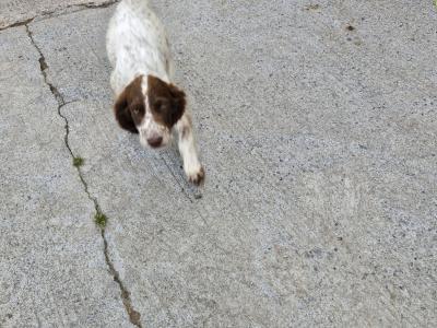 Beautiful Springer Spaniel x Setter puppies in Cavan