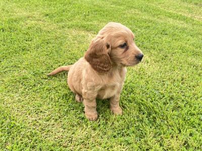 Red Cocker Spaniel puppies 🐶 in Cavan