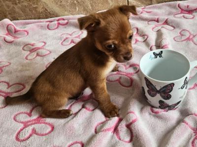 Chihuahua puppies in Clare