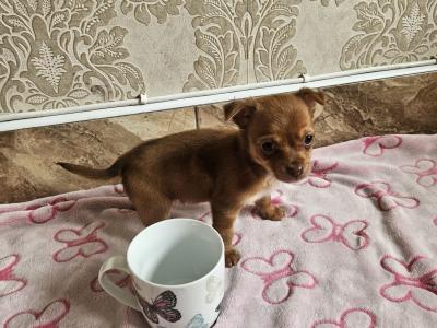 Chihuahua puppies in Clare