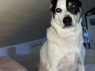 Friendly female Border Collie Cross in Dublin