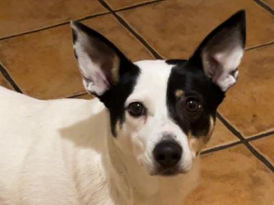 Kali is a friendly female Border Collie X dog for sale in Dublin