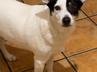 Friendly female Border Collie Cross in Dublin
