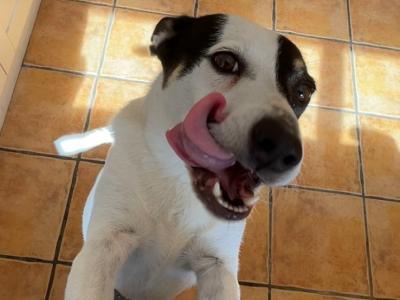 Friendly female Border Collie Cross in Dublin