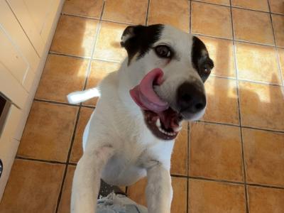 Kali is a friendly female Border Collie X dog for sale in Dublin